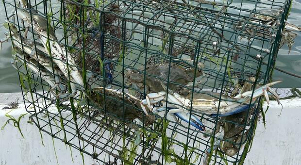 Pesca incredibile di granchi blu: una sola barca con l'ostreghero ne ha presi 2,5 quintali in due ore