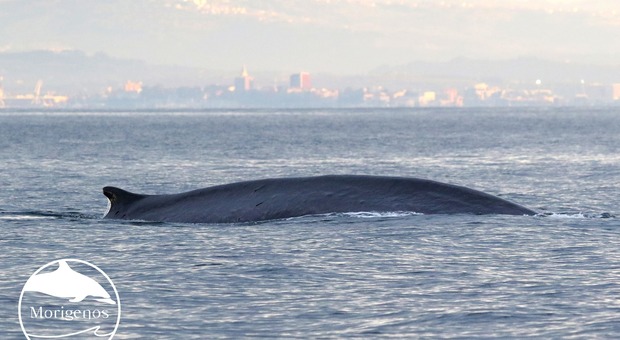 Le balenottere avvistate in Golfo a Trieste