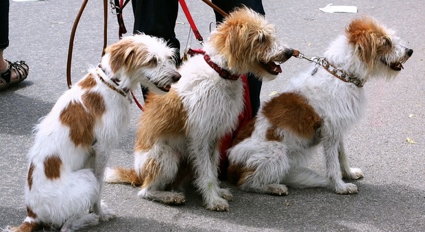Giornata del microchip gratuito: registrazione gratis per tutti i cani