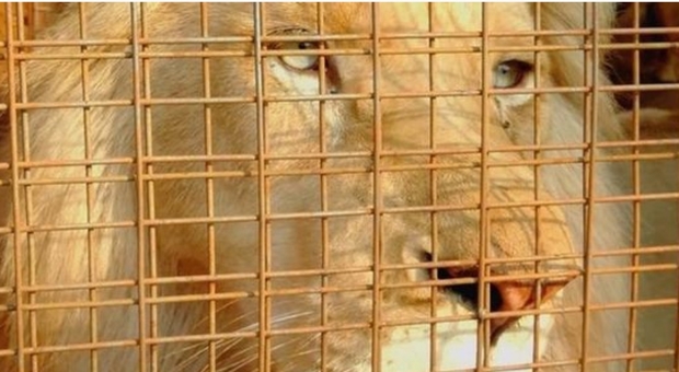 Il leone bianco messo all'asta per farlo uccidere dai cacciatori