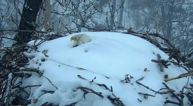 Mamma acquila ricoperta di neve per proteggere le sue uova