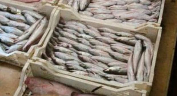 Pozzuoli, riapre il mercato di pesce e ortofrutta dopo il sequestro in un'area ad hoc: misura temporanea