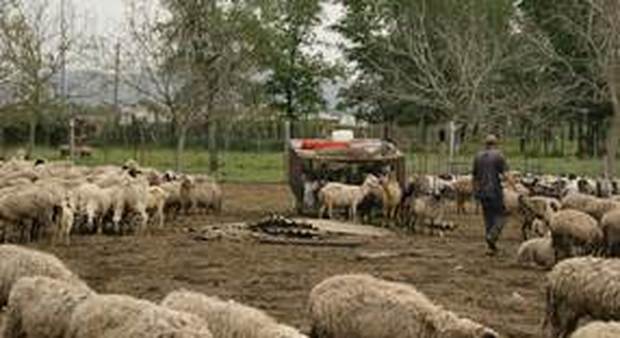 Pecore al pascolo tra eternit e rifiuti: sigilli a un allevamento di San Nicola la Strada
