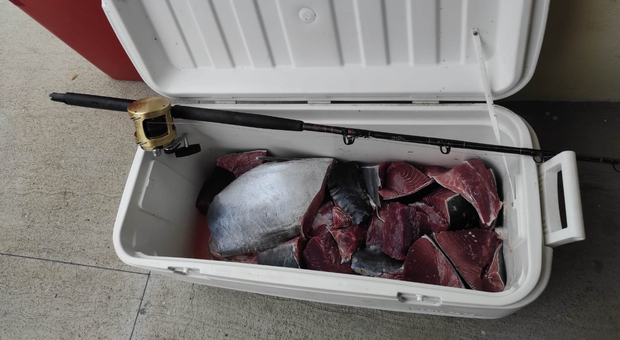 Pescano e sezionano un tonno rosso: diportisti multati e tranci sequestrati