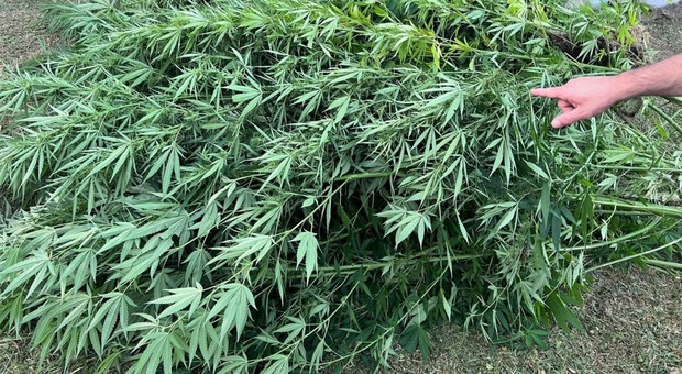 Coltiva marijuana e canapa indiana nel giardino di casa, denunciato. Sequestrati 30 chili di piante