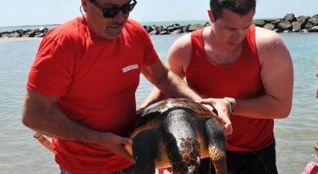 Fiumicino, tartaruga ferita salvata da due bagnini