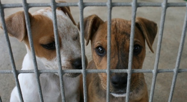 Tredici cani i sequestrati dal giudice: erano segregati e abbandonati in un casolare