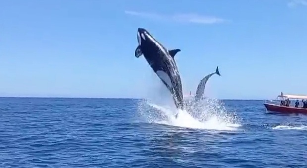L'orca e il delfino fuori dall'acqua (immag e video pubbl da Miguel Cuevas 19 su Instagram)
