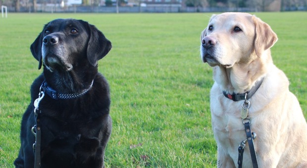 Cani guida della stessa cucciolata si rincontrano dopo 10 anni: «Si sono riconosciuti, hanno corso come se fossero ancora piccoli»