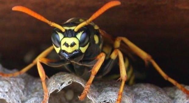 Bimbo di 14 mesi attaccato da uno sciame di vespe: è grave