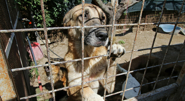 Animali abbandonati, miracolo a Napoli: meno cani e gatti lasciati sulla strada
