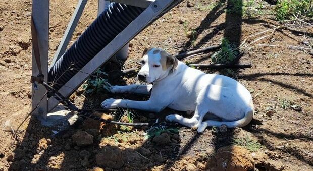 Cucciolo abbandonato e legato ad un traliccio dell'energia elettrica: salvato e adottato