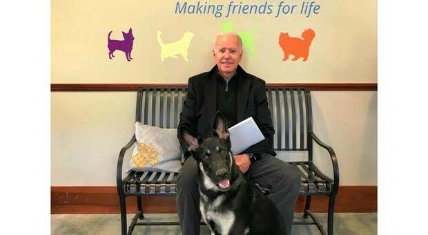 Joe Biden e i suoi cani Major e Champ: per la prima volta un trovatello vivrà alla Casa Bianca