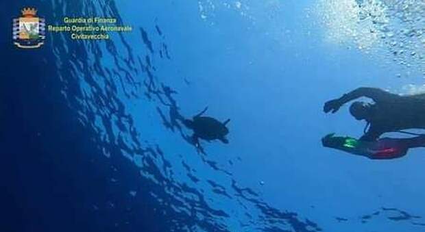 Rilasciata dalla Guardia di Finanza al largo di Palmarola la tartaruga Azzurra