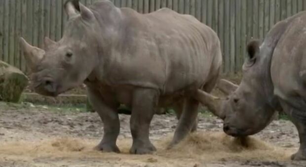 Embrioni creati in laboratorio per salvare rinoceronte bianco dall'estinzione