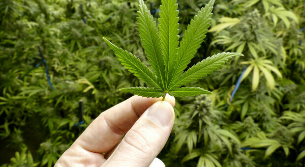 Cannabis terapeutica: di cosa si tratta e qual è il parere dei medici. Il caso Ornella Muti