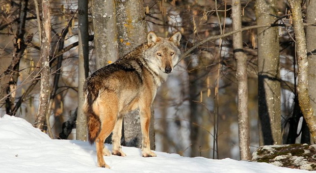 Veneto e Friuli ballano con i lupi: «Diciamo no alla caccia selettiva»