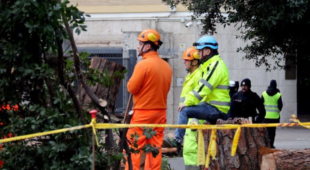 Roma, alberi pericolanti su viale del Muro Torto: interventi per la messa in sicurezza durante la notte