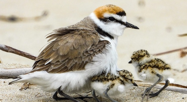 Il Fratino, specie a rischio estinzione, sceglie Montalto per nidificare sulla spiaggia