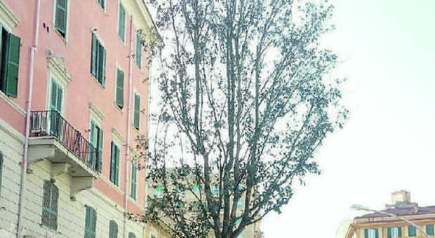 Roma, l'Alberone ha un nuovo leccio. I residenti: «E' un bonsai»