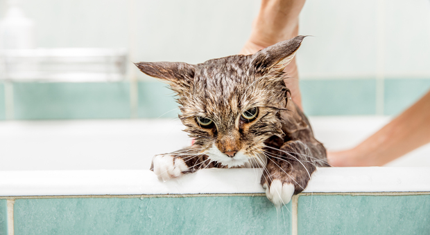 Animali in casa, fare il bagno al gatto si può: ecco in quali casi