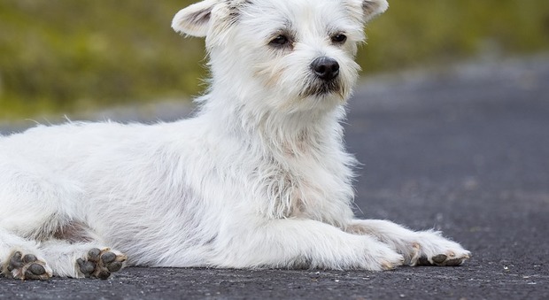 Napoli, donna travolta e uccisa sull'Asse: il suo cagnolino bianco la «riconosce»