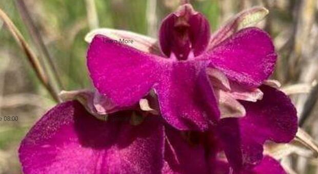 Scoperta a Portoselvaggio: spunta una nuova orchidea ibrida