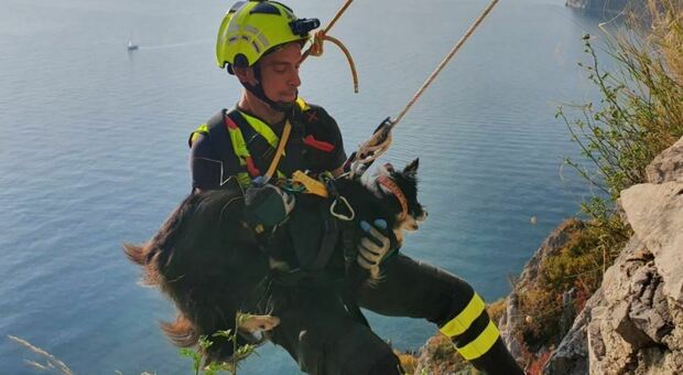 Cane cade in un terrazzamento a picco sul mare: il salvataggio spettacolare dei vigili del fuoco