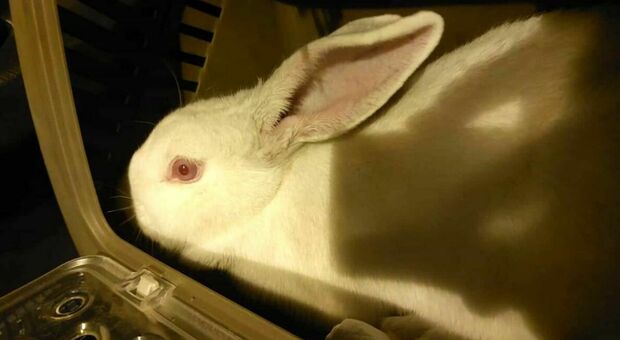 Il coniglio ritrovato ieri a Pagani