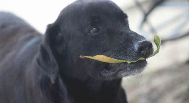Foglie in cambio di biscotti: il curioso (e furbo) scambio del cane Negro