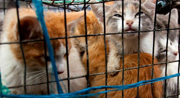 Sala torture per gatti, scoperto a Misano il giardino degli orrori: a processo un 56enne albanese