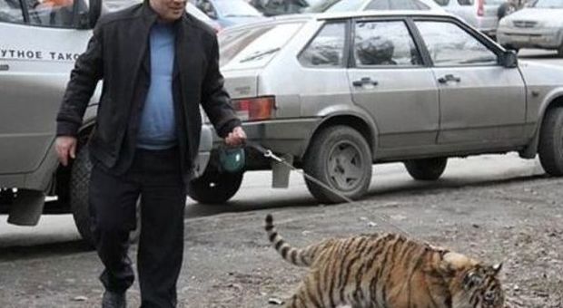 ​Mosca, multe per chi porta a passeggio la tigre senza museruola