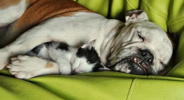 Dolce dormire: ecco cosa sognano cani e gatti