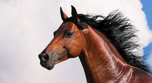 Il cavallo-Ciclope con un solo occhio: gli scienziati rimangono sconvolti