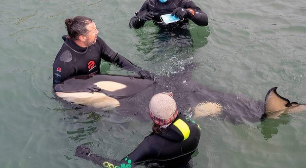 Toa, la baby orca, prima di morire (immag pubbl su fb da Marine Connection e Whale Rescue)