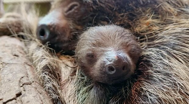 Mamma bradipo partorisce il suo piccolo a testa in giù ripresa da un turista a Bussolengo