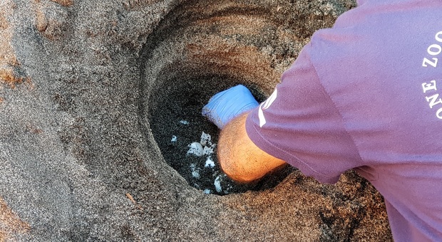 L'ennesimo tentativo della tartaruga “caretta caretta” di nidificare sulla spiaggia: una task force per far schiudere le uova