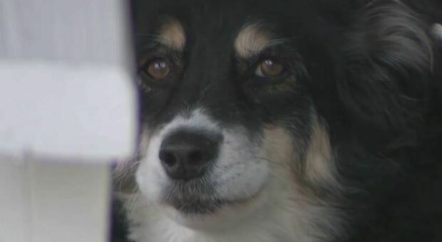 Cane eredita 5 milioni di dollari dopo la morte del suo padrone