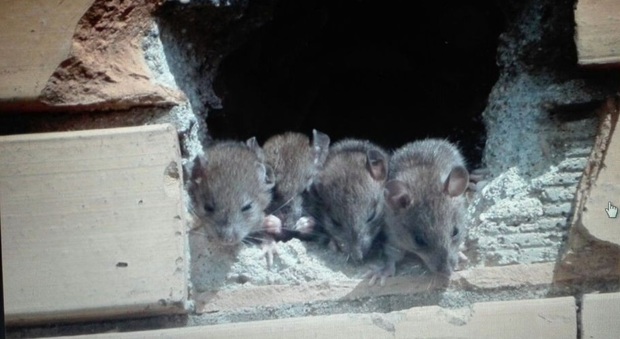 I topi fotografati nello stabile