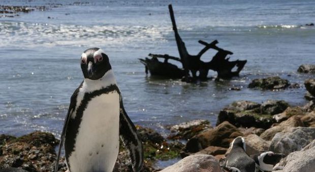 In Sudafrica a caccia di pinguini: ecco il tour per ammirarli