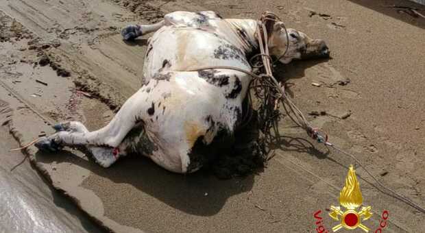Il cadavere di una mucca trovato in mezzo al mare
