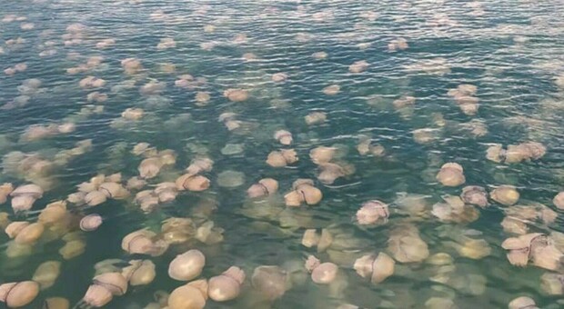 Allarme meduse in Spagna per la 'caravella portoghese': una specie molto pericolosa