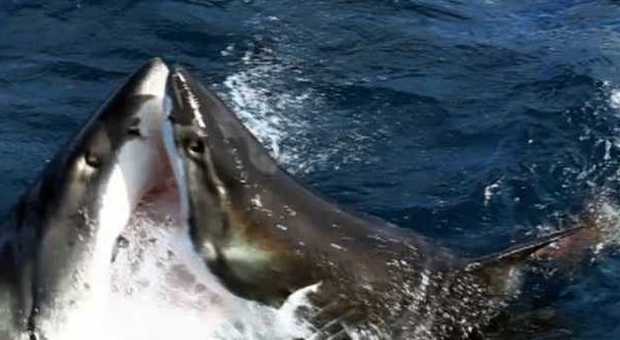 Scontro fra titani nell'oceano: lo squalo bianco divora un suo simile