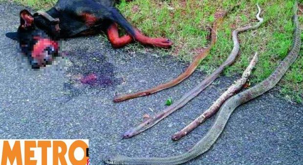 Difende la famiglia da 4 serpenti, cane eroe muore per il veleno dei morsi