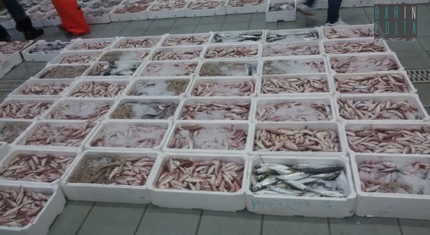 Maxifurto di pesce alla Regnoli: rubati 150 quintali di bancali