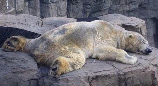 Morto Arturo, l'animale più triste del mondo: 29 anni chiuso in uno zoo in solitudine