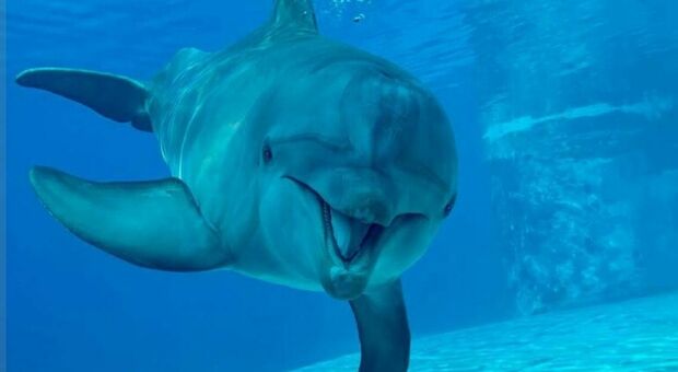 Morta Pelè, la delfina più anziana d'Italia e d'Europa: aveva raggiunto i 59 anni