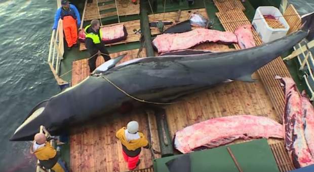 La Norvegia riprende la caccia alle balene (immag pubblicata dall'associaz ambientalista C'est assez su Fb)
