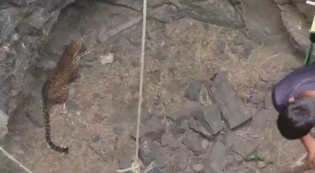 Leopardo cade in un pozzo profondissimo. Il difficile salvataggio. Video