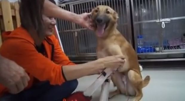 Thailandia, Cola è il primo cane ad usare le protesi paralimpiche